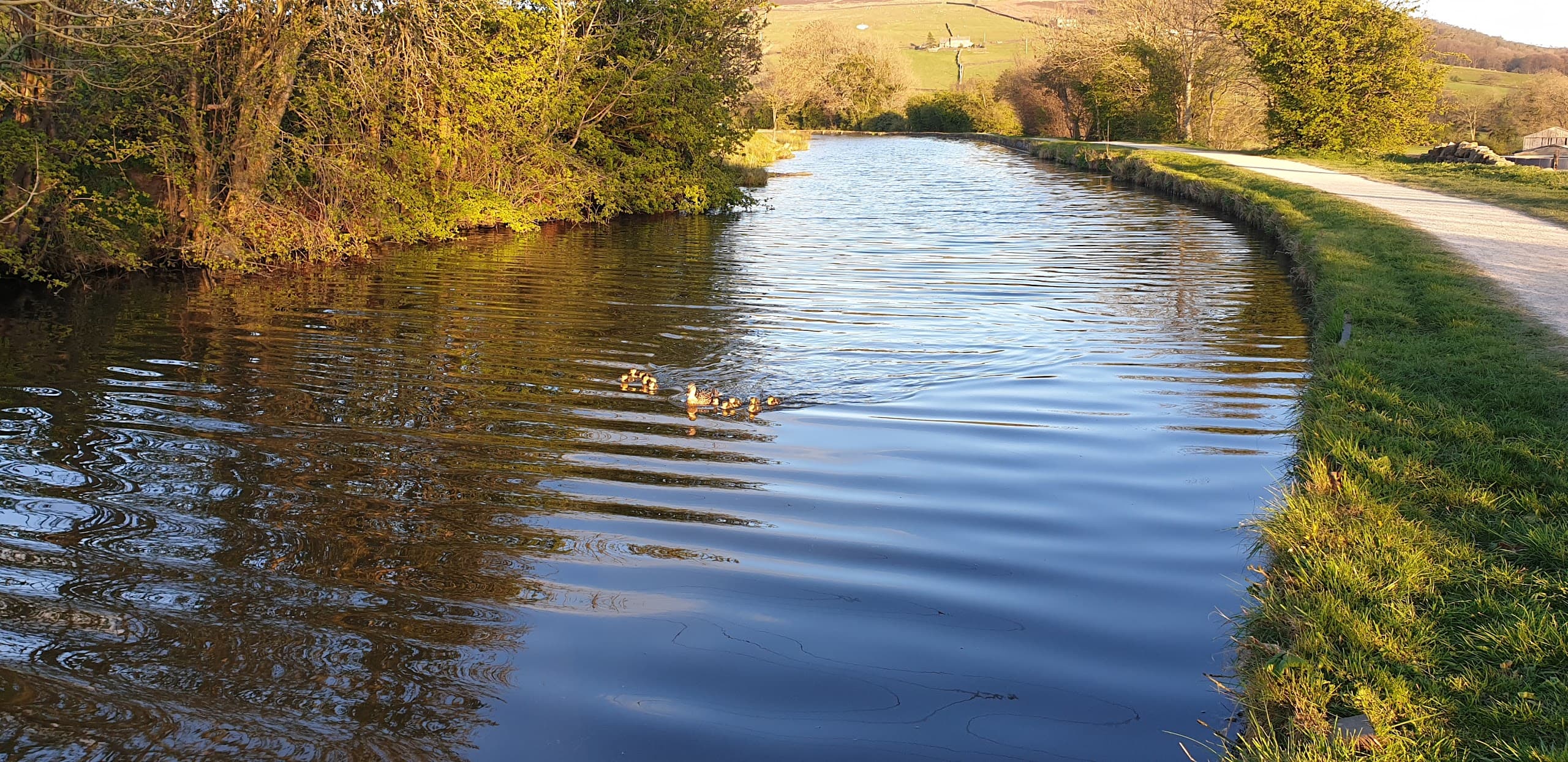 Ducks and duckling on the canal