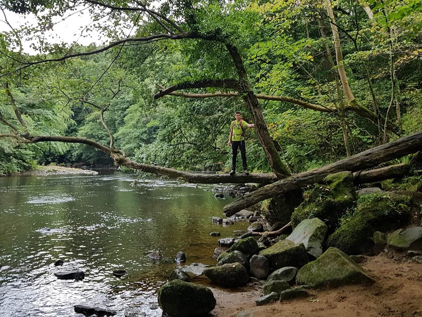 Hackfall Woods from Swinton Estate