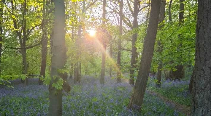 Middleton Woods and Nesfield from Ilkley